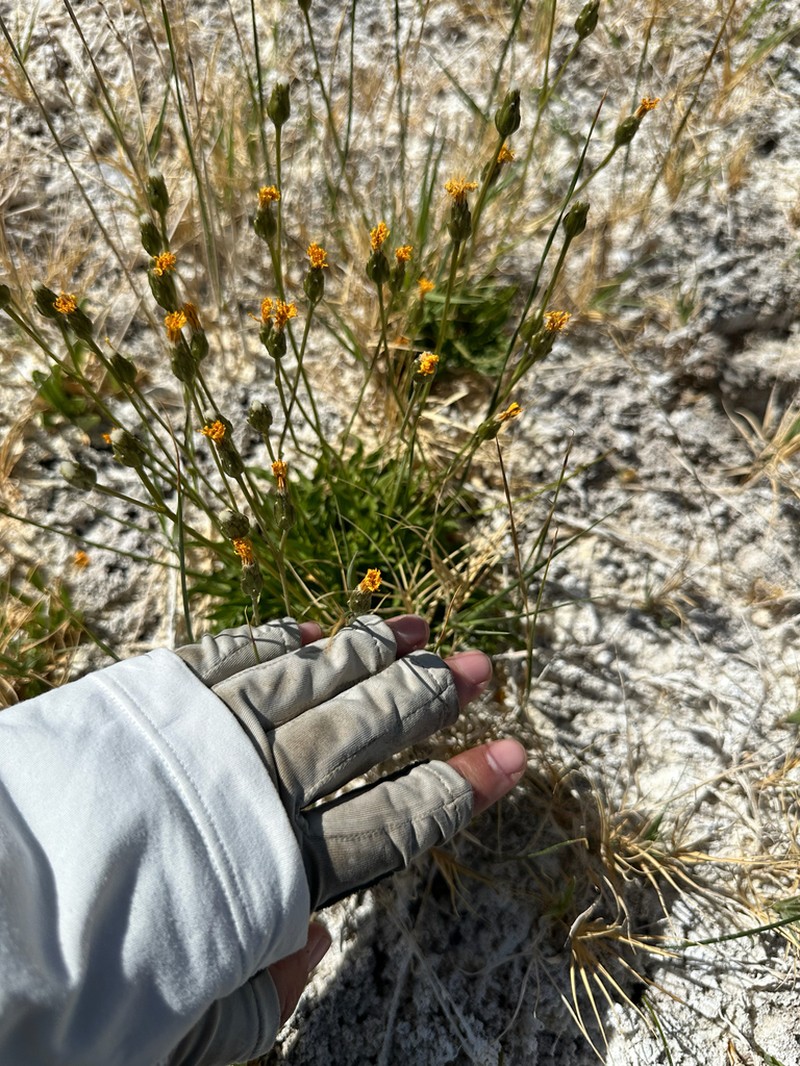 Fiddleleaf Hawksbeard photo 8