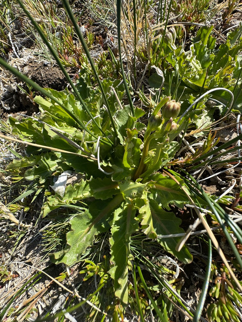 Crepis runcinata subsp. andersonii