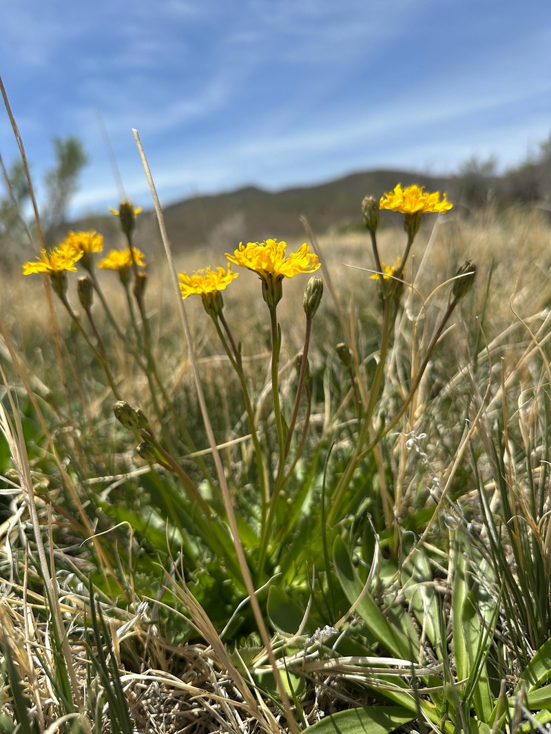Crepis runcinata subsp. andersonii photo 2