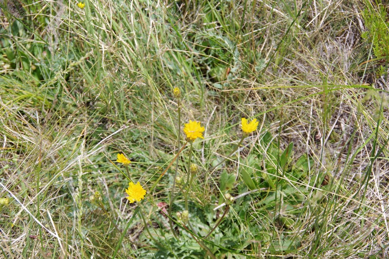 Crepis runcinata subsp. andersonii photo 3