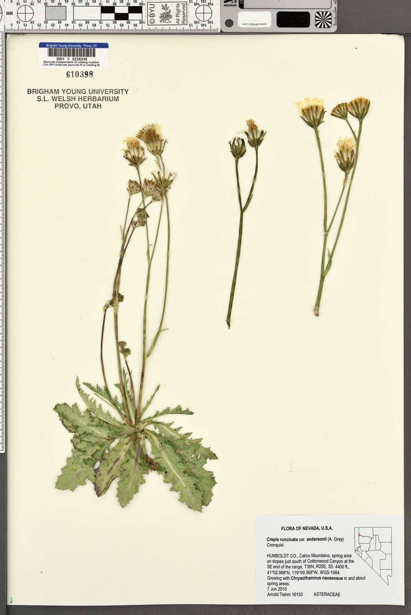Crepis runcinata subsp. andersonii photo 4