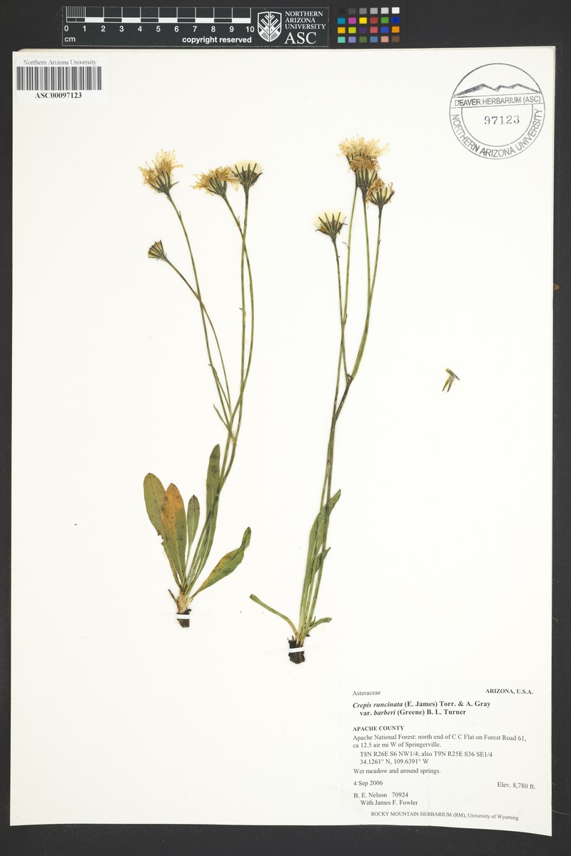 Crepis runcinata subsp. barberi