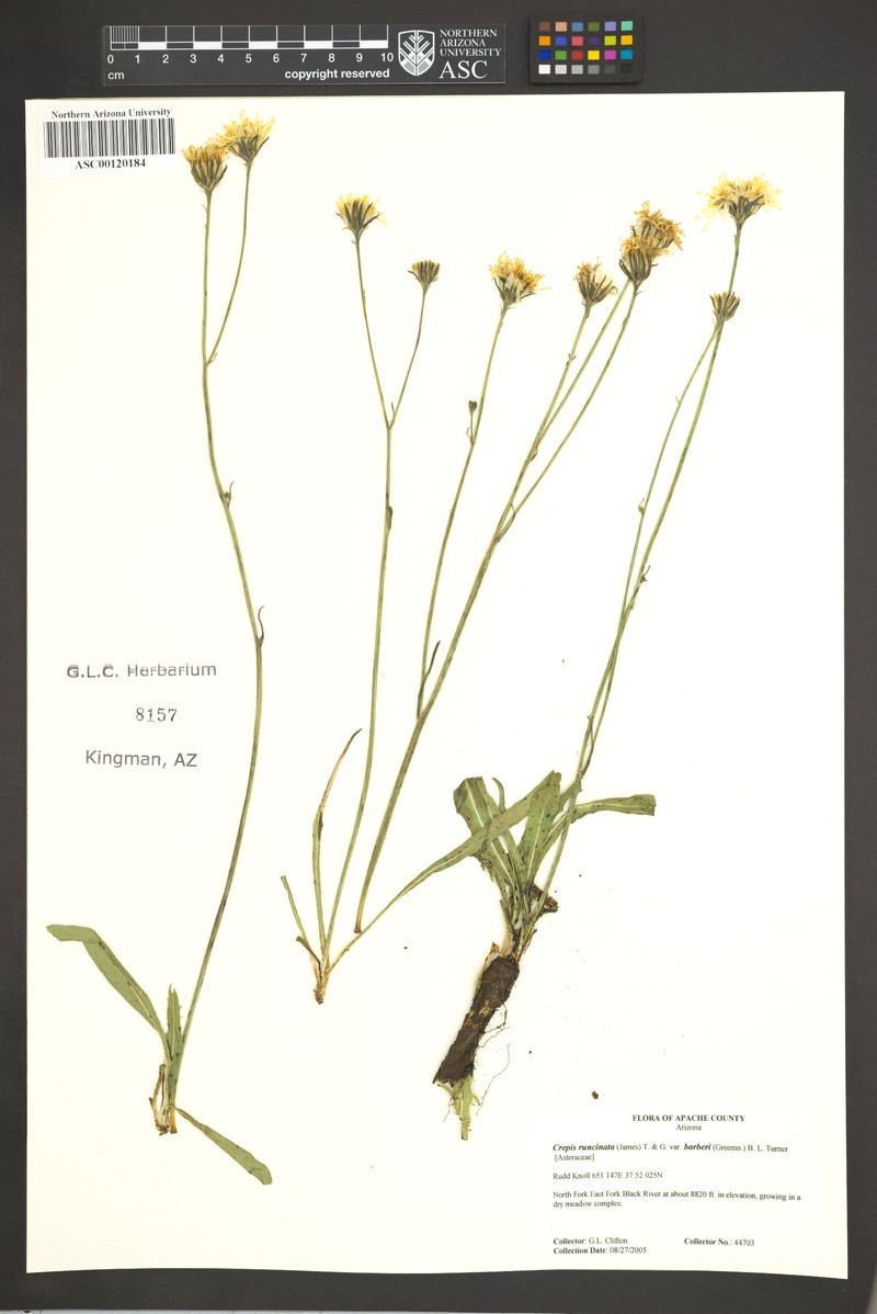 Crepis runcinata subsp. barberi photo 2