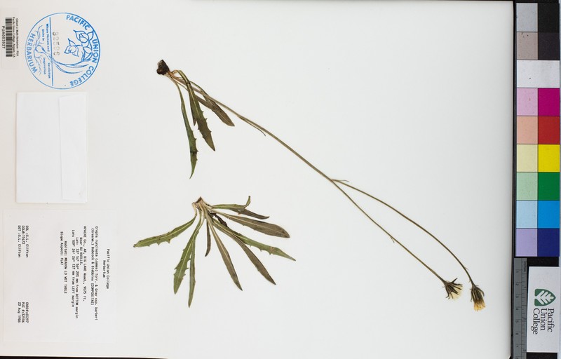 Crepis runcinata subsp. barberi photo 3