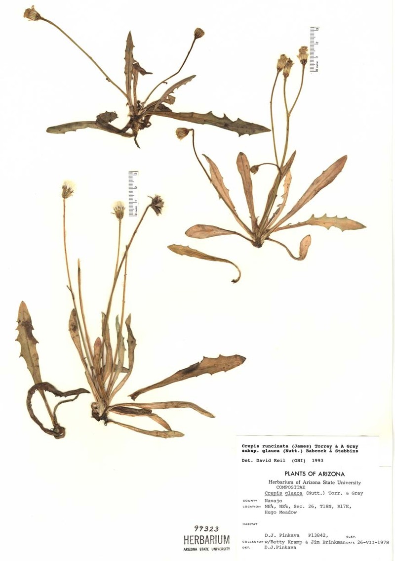 Crepis runcinata subsp. barberi photo 4