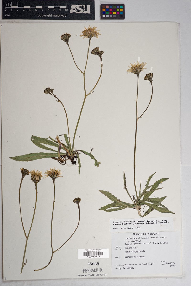 Crepis runcinata subsp. barberi photo 5