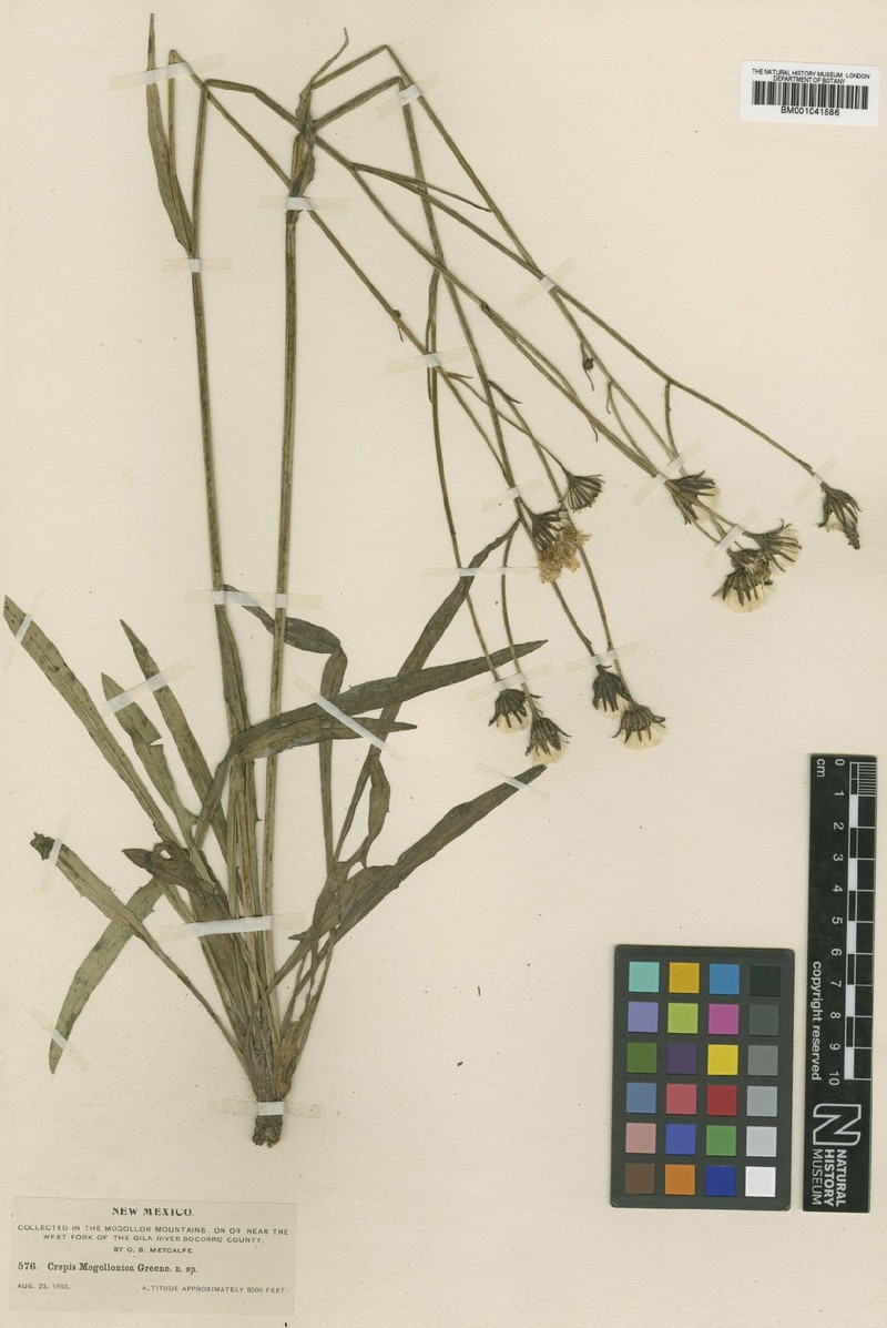 Crepis runcinata subsp. barberi photo 6