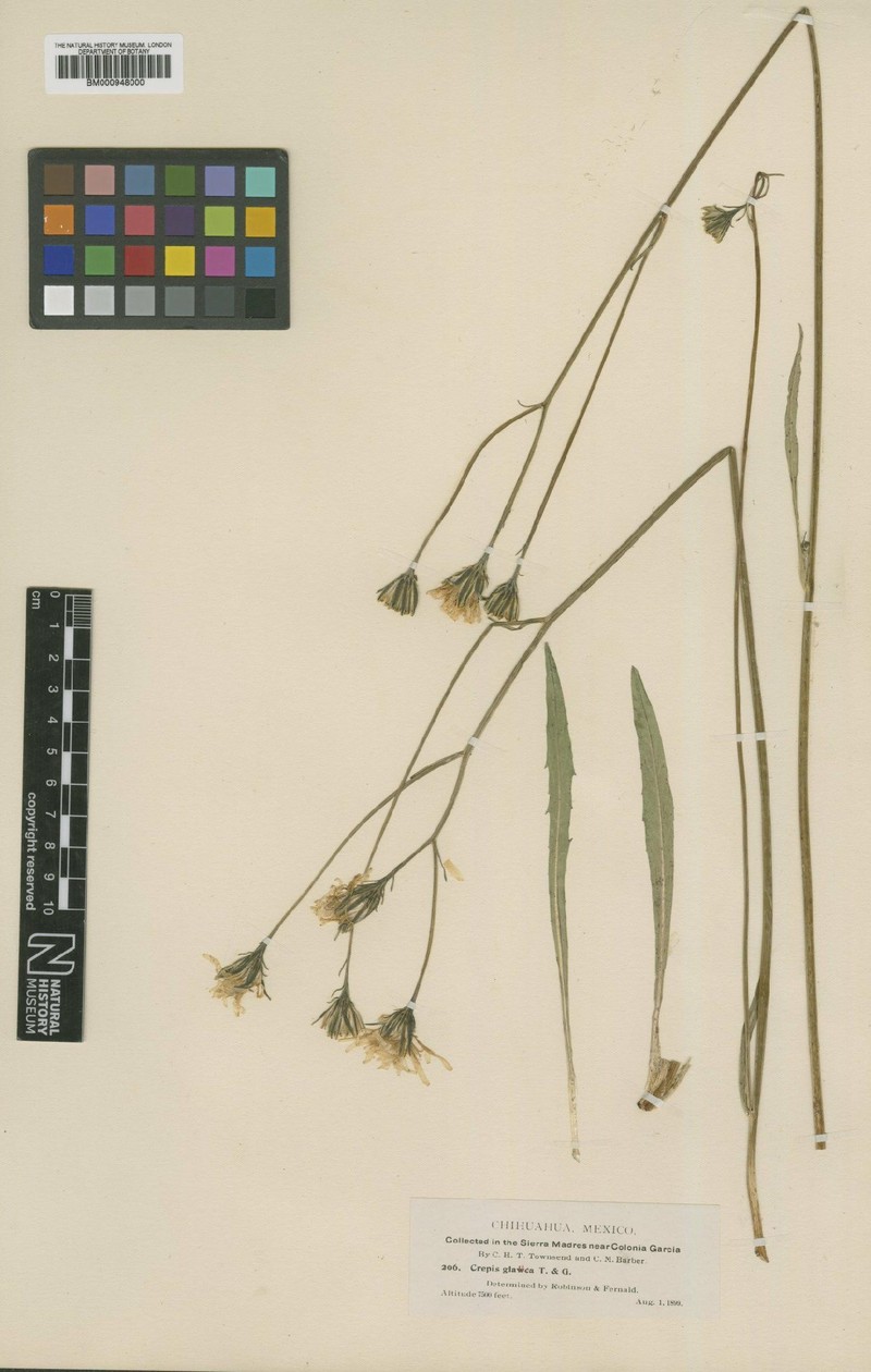 Crepis runcinata subsp. barberi photo 7