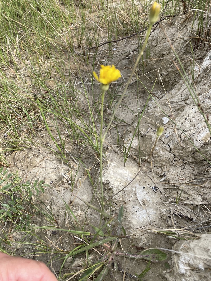 Crepis runcinata subsp. glauca