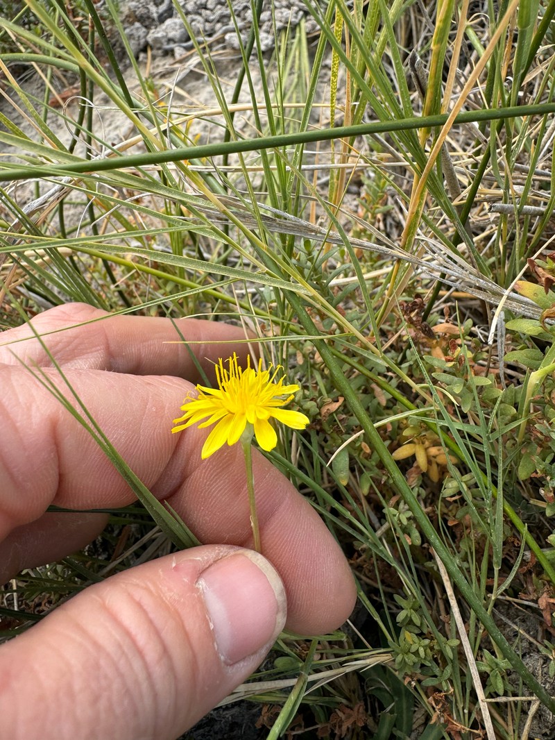 Crepis runcinata subsp. glauca photo 2