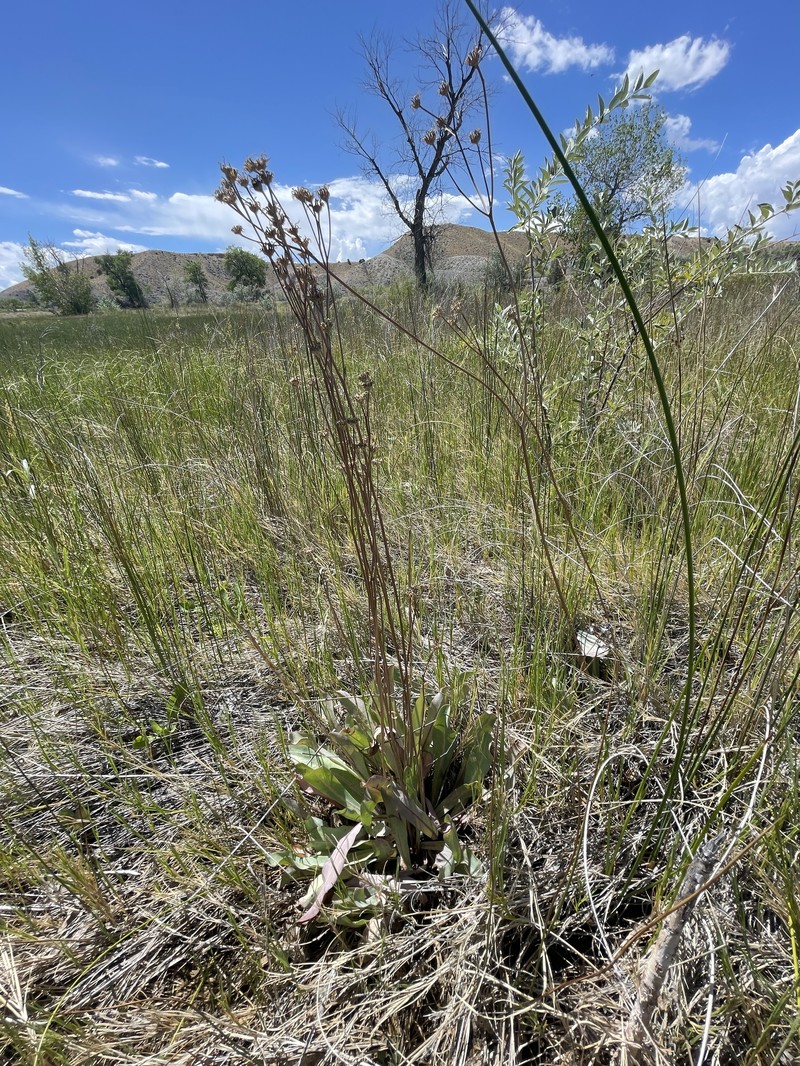 Crepis runcinata subsp. glauca photo 3