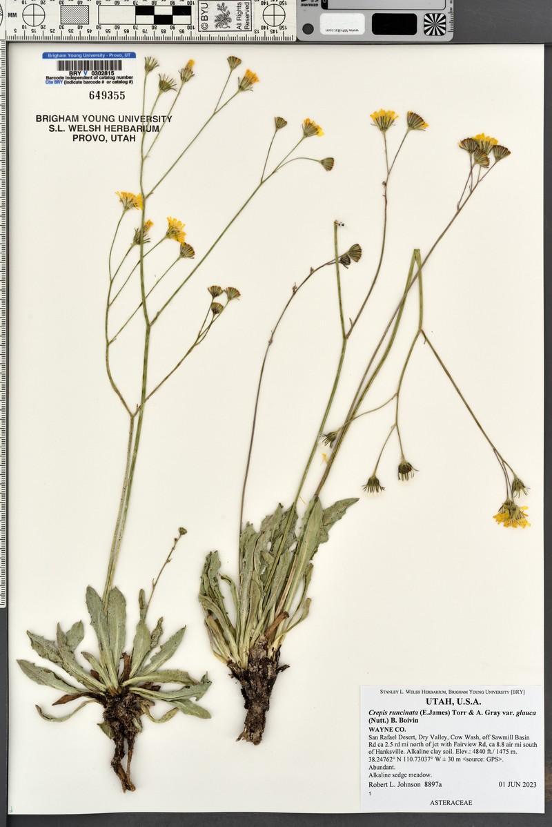 Crepis runcinata subsp. glauca photo 4