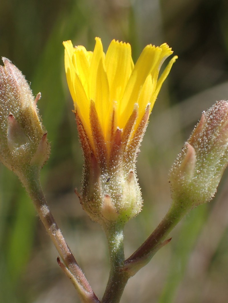 Crepis runcinata subsp. hallii