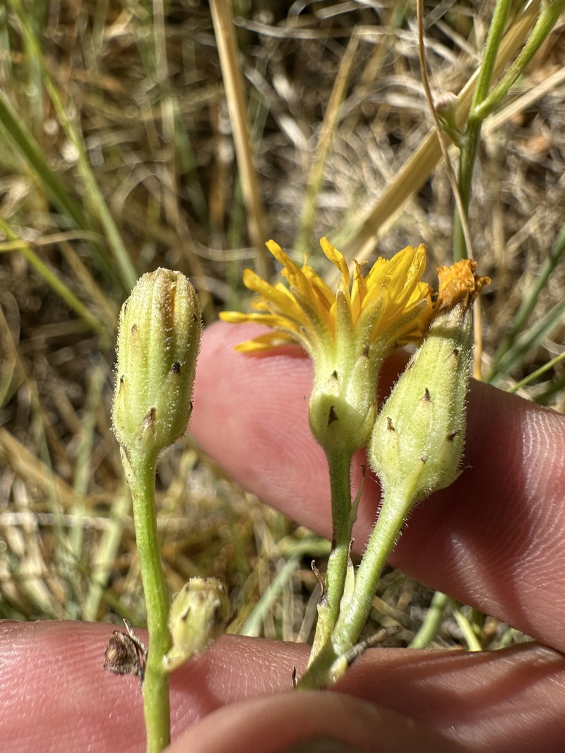 Crepis runcinata subsp. hallii photo 2