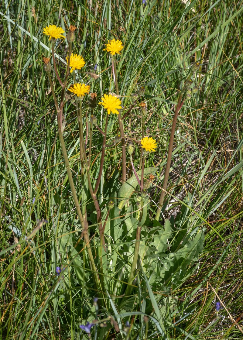 Crepis runcinata subsp. hallii photo 3