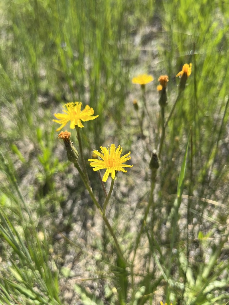 Crepis runcinata subsp. hallii photo 4