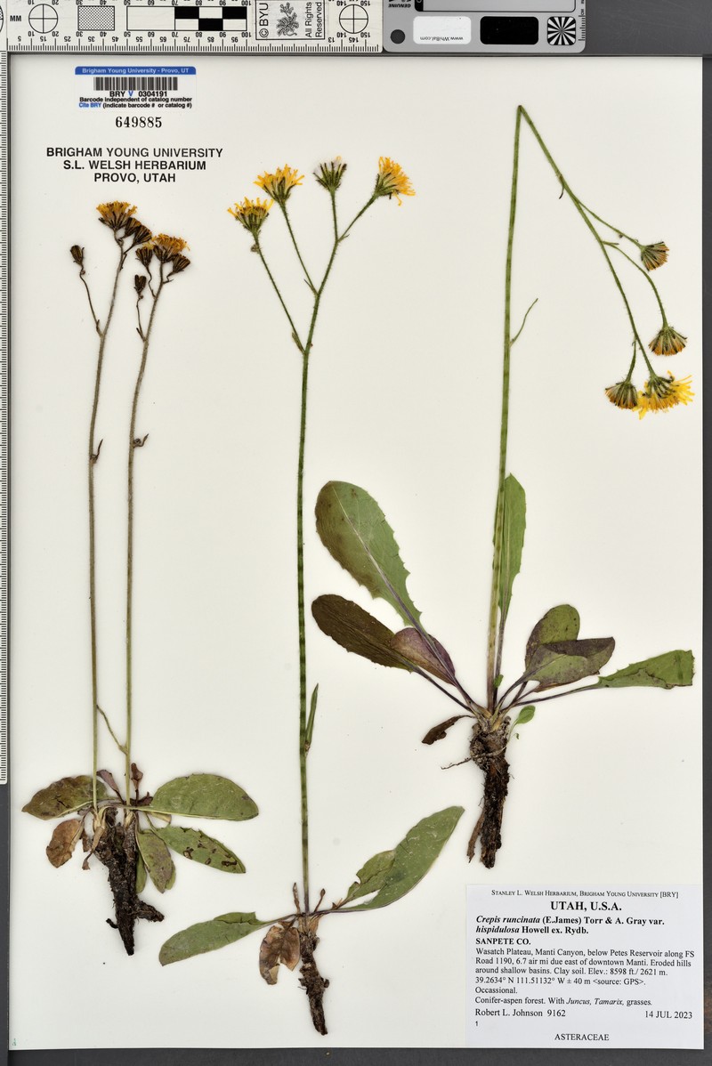 Crepis runcinata subsp. hispidulosa