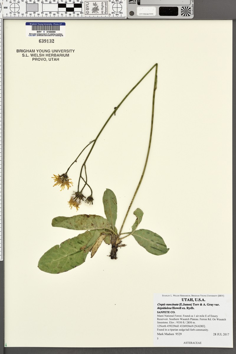 Crepis runcinata subsp. hispidulosa photo 2