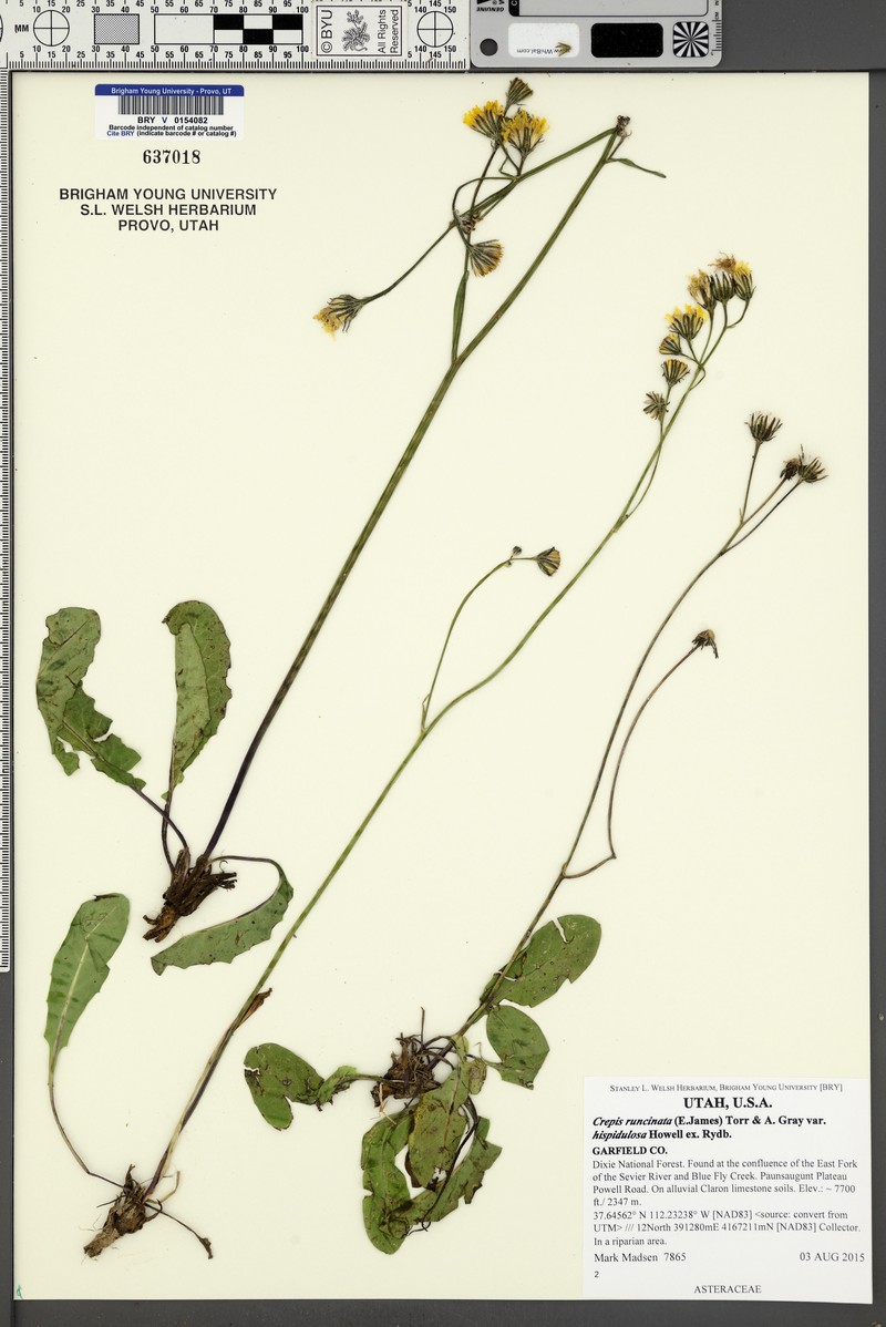 Crepis runcinata subsp. hispidulosa photo 3