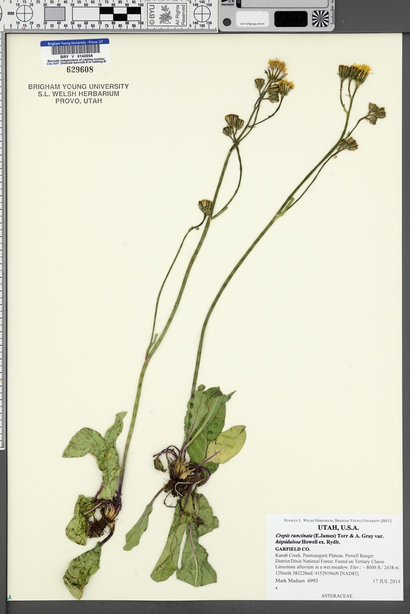 Crepis runcinata subsp. hispidulosa photo 4