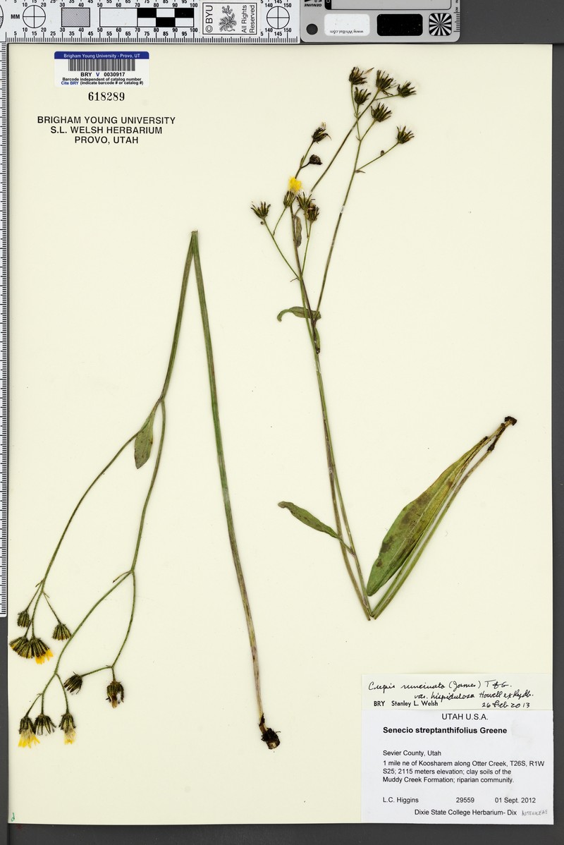 Crepis runcinata subsp. hispidulosa photo 5