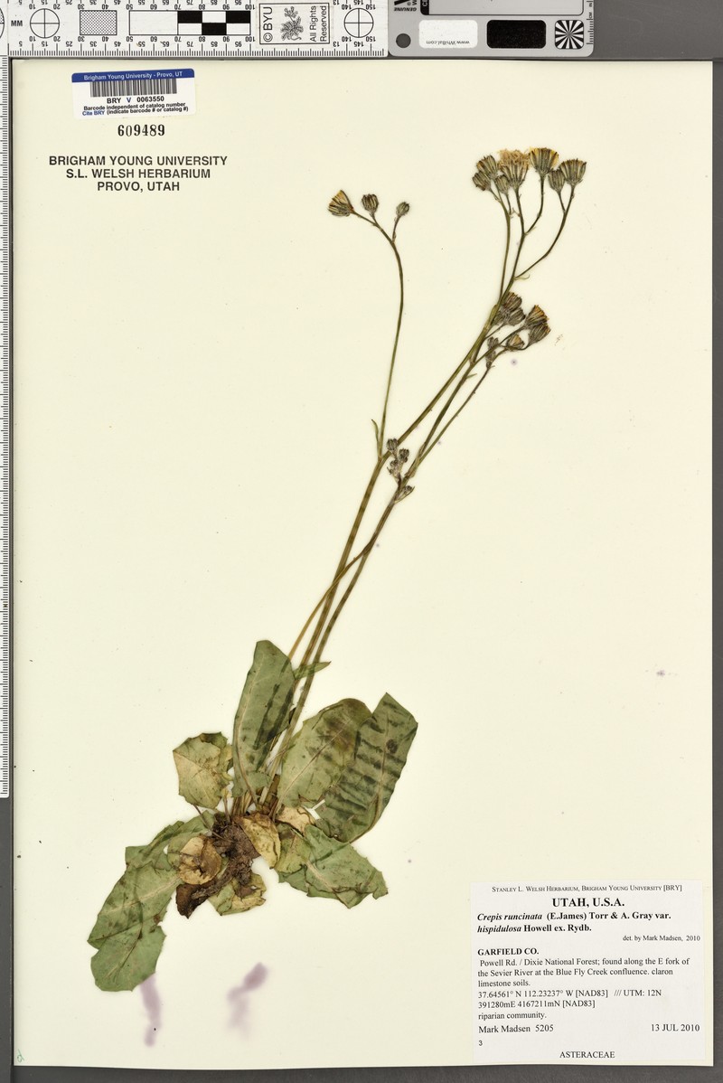 Crepis runcinata subsp. hispidulosa photo 6