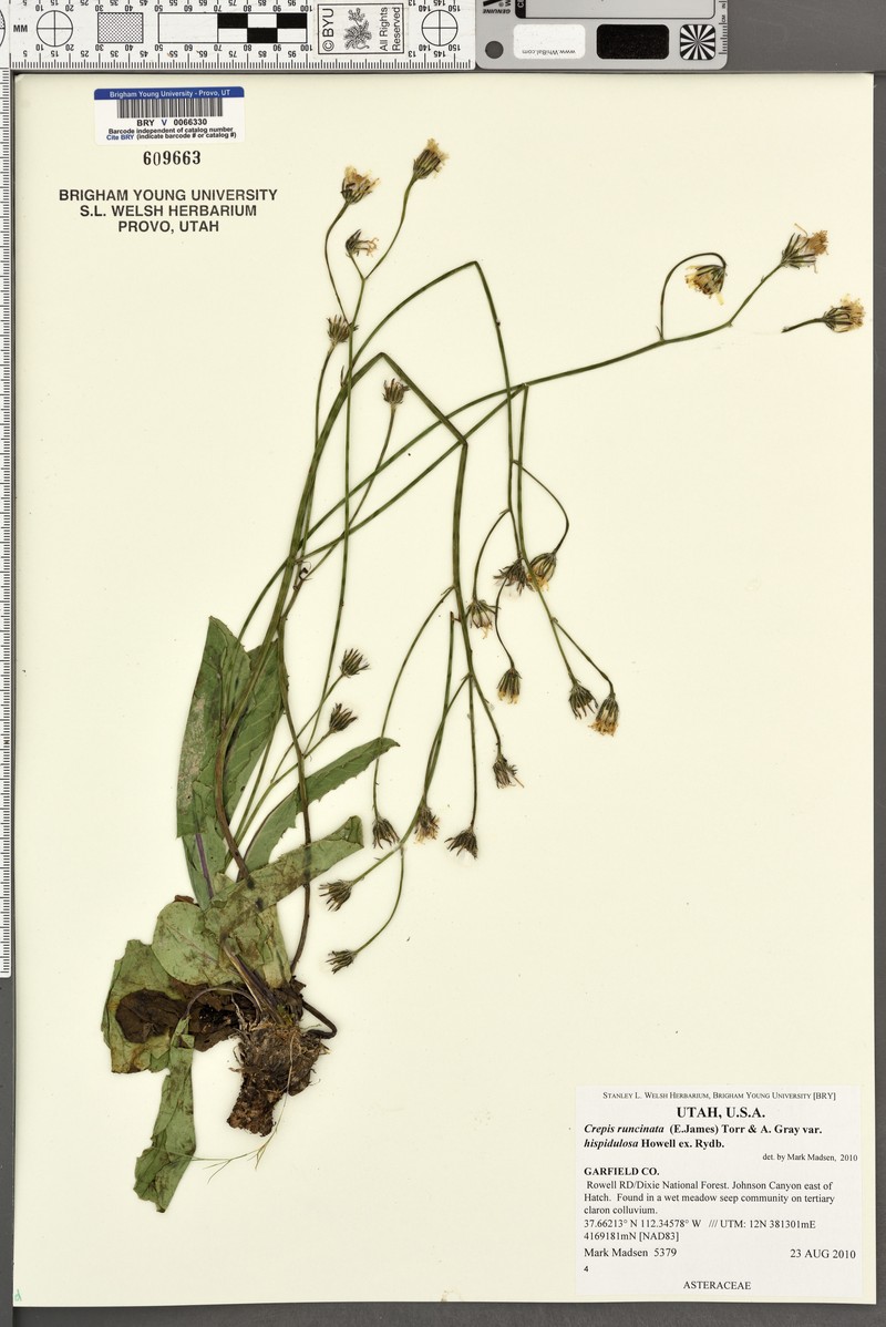 Crepis runcinata subsp. hispidulosa photo 7