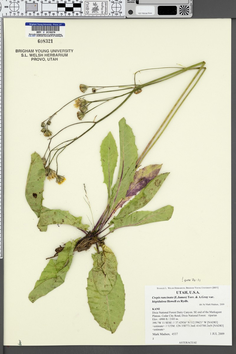 Crepis runcinata subsp. hispidulosa photo 8