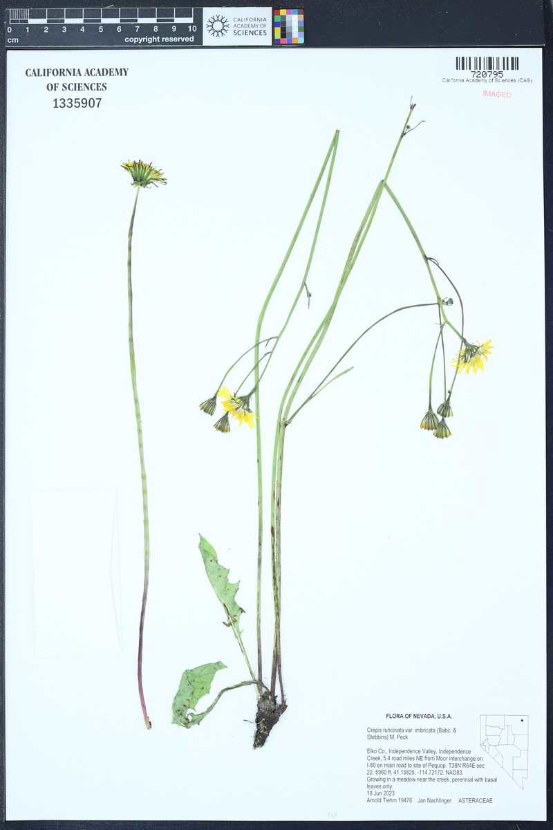Crepis runcinata subsp. imbricata