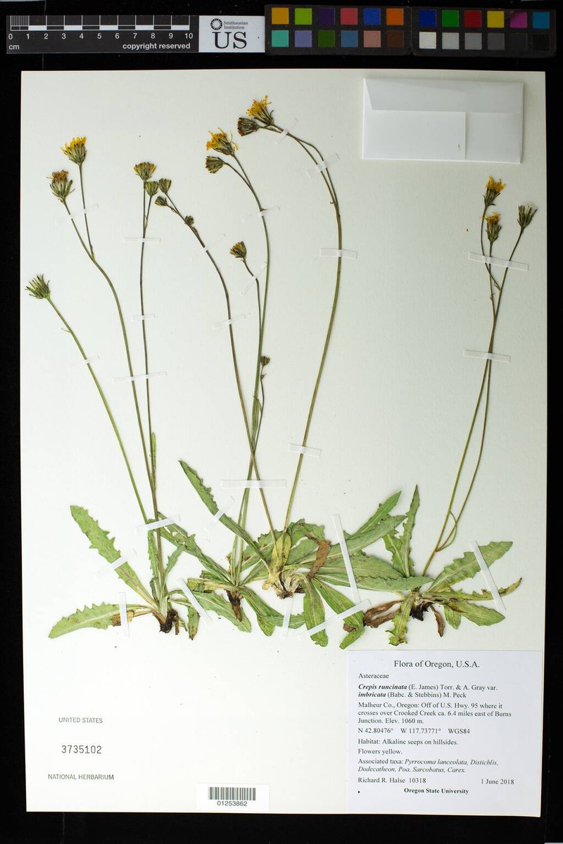 Crepis runcinata subsp. imbricata photo 2