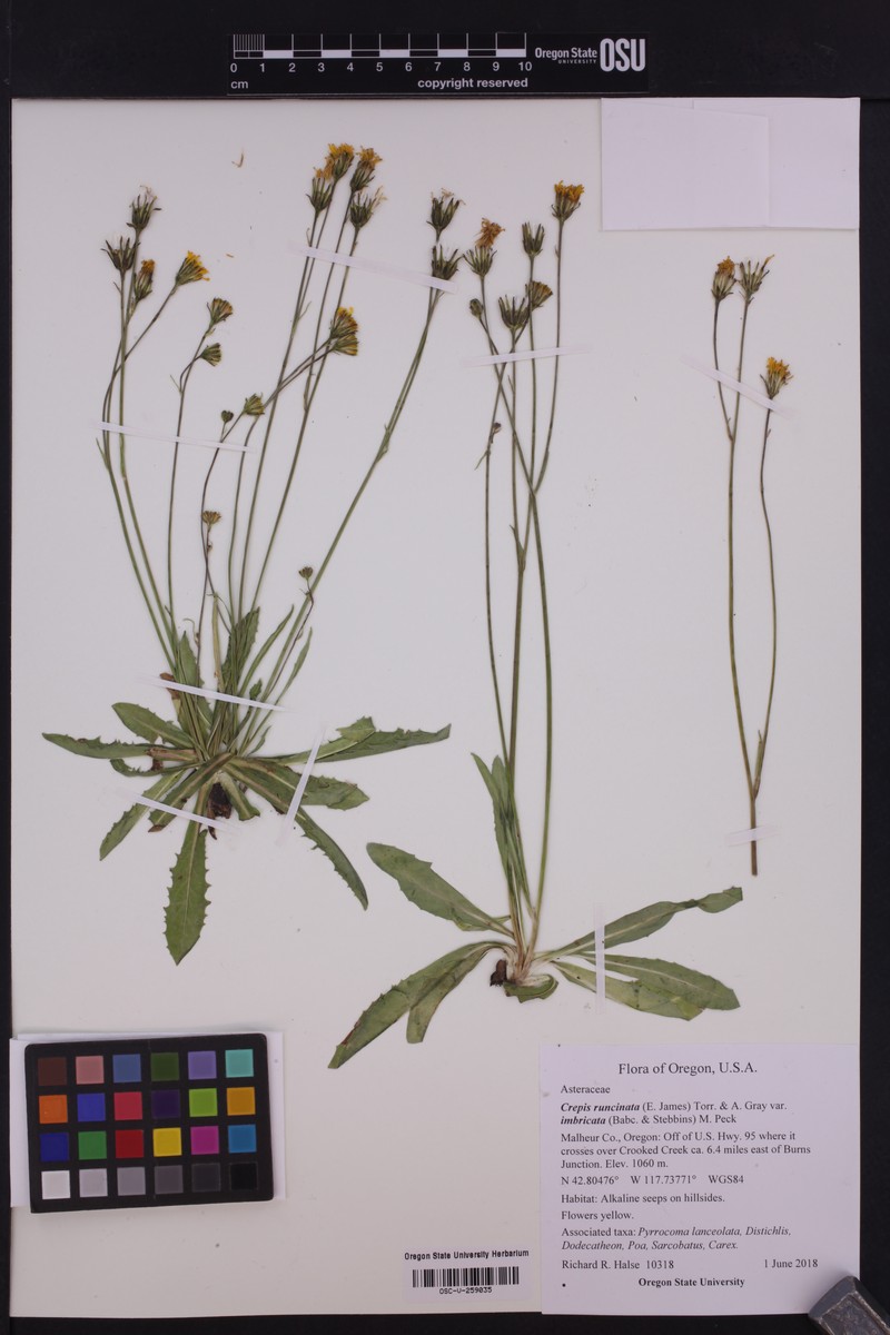 Crepis runcinata subsp. imbricata photo 3