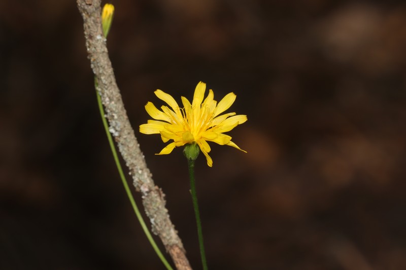Crepis runcinata subsp. runcinata