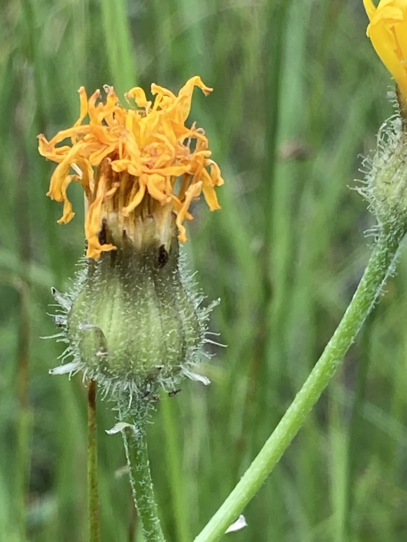 Crepis runcinata subsp. runcinata photo 2