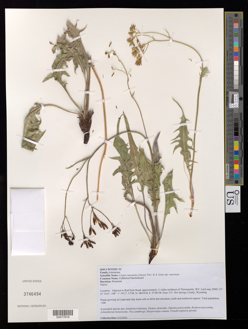 Crepis runcinata subsp. runcinata photo 3