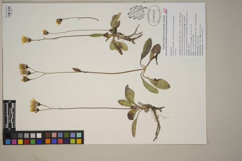 Crepis runcinata subsp. runcinata photo 4