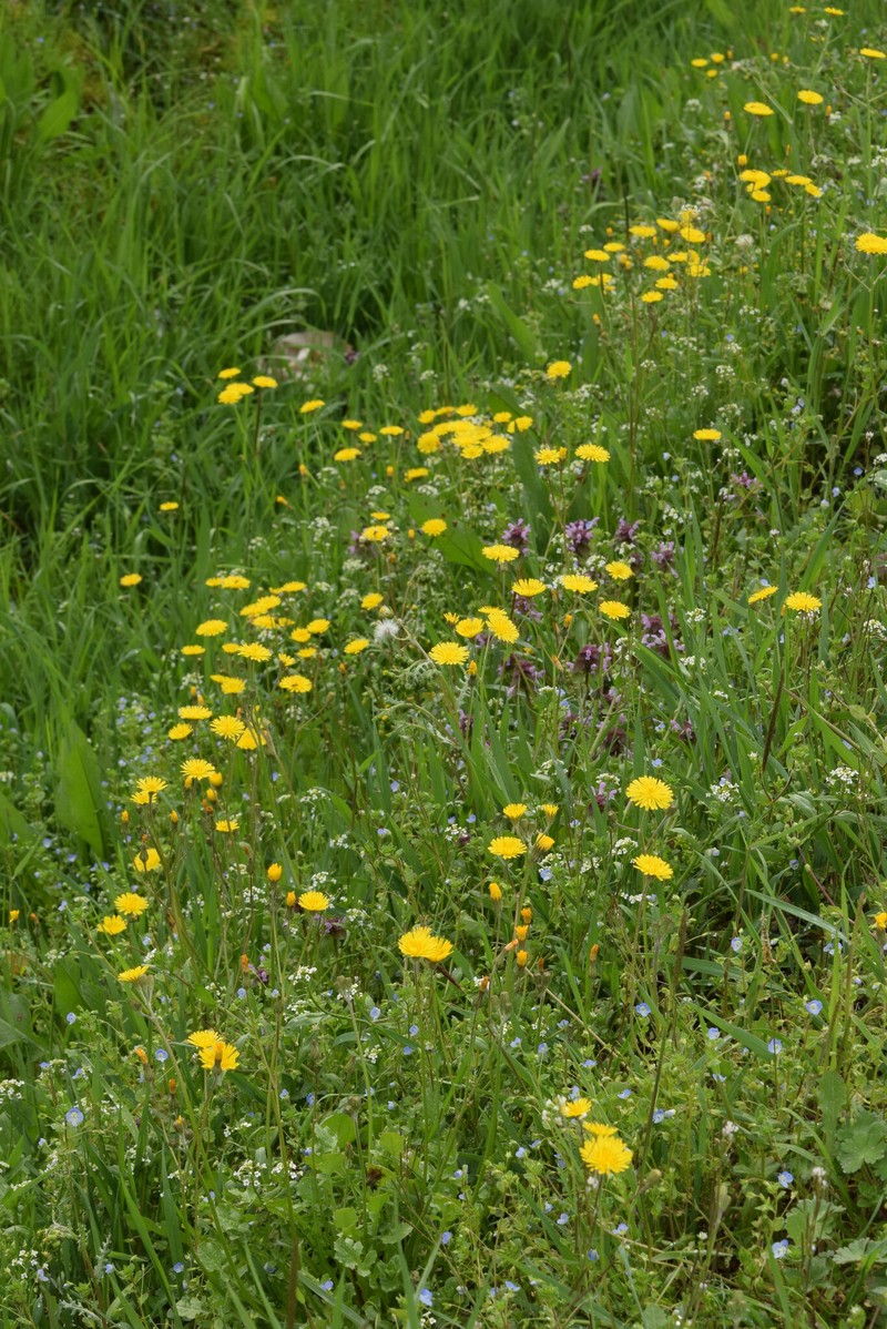 Crepis sancta subsp. nemausensis