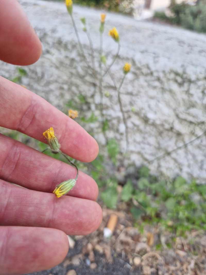 Crepis sancta subsp. nemausensis photo 2