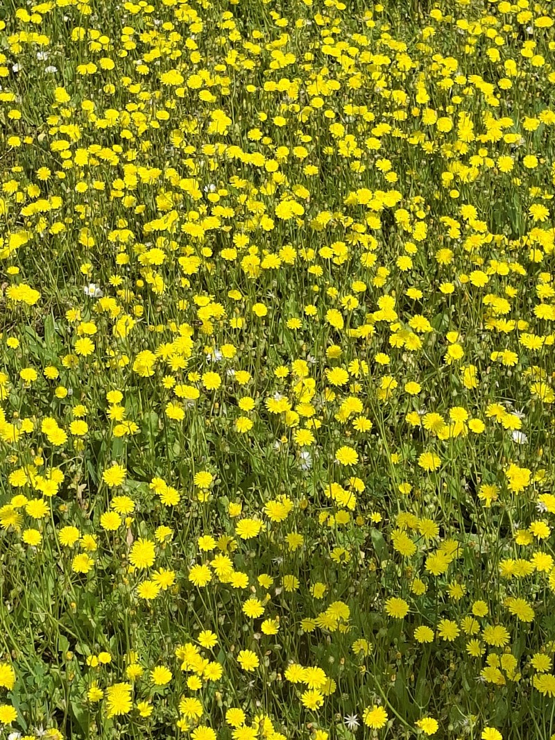 Crepis sancta subsp. nemausensis photo 3