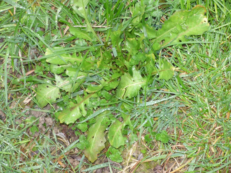Crepis sancta subsp. nemausensis photo 4
