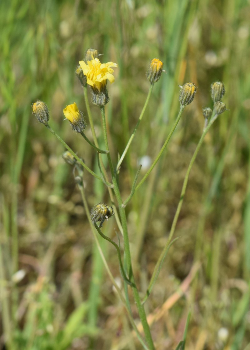 Narrowleaf Hawksbeard photo 2