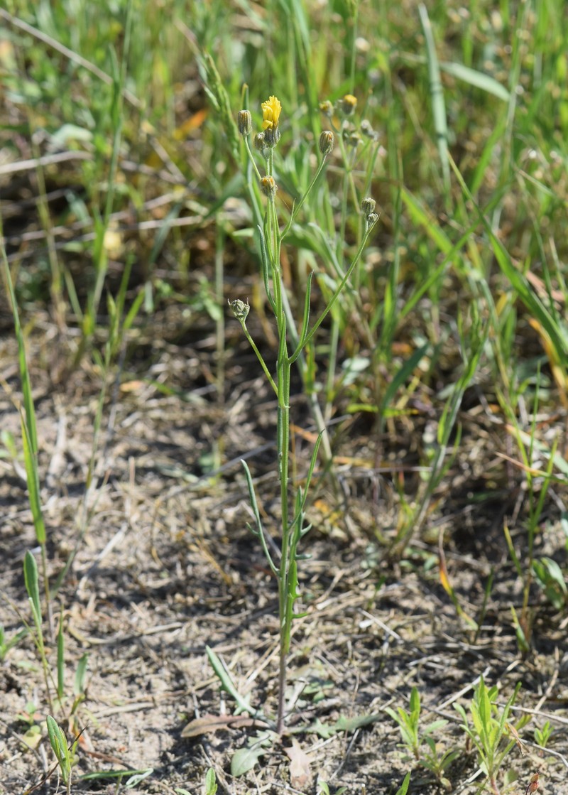 Narrowleaf Hawksbeard photo 3