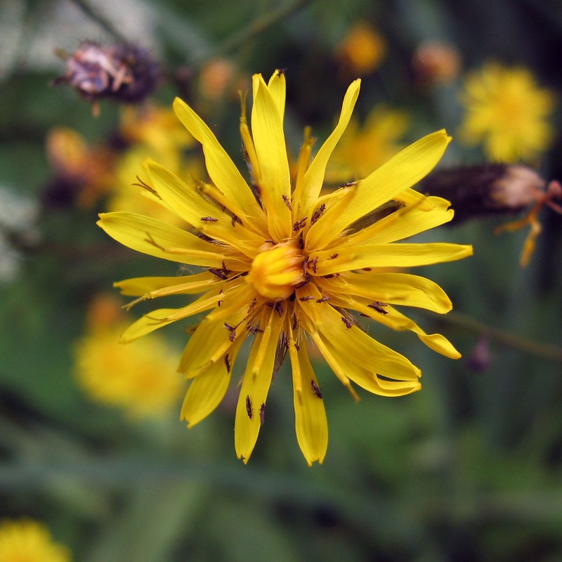 Narrowleaf Hawksbeard