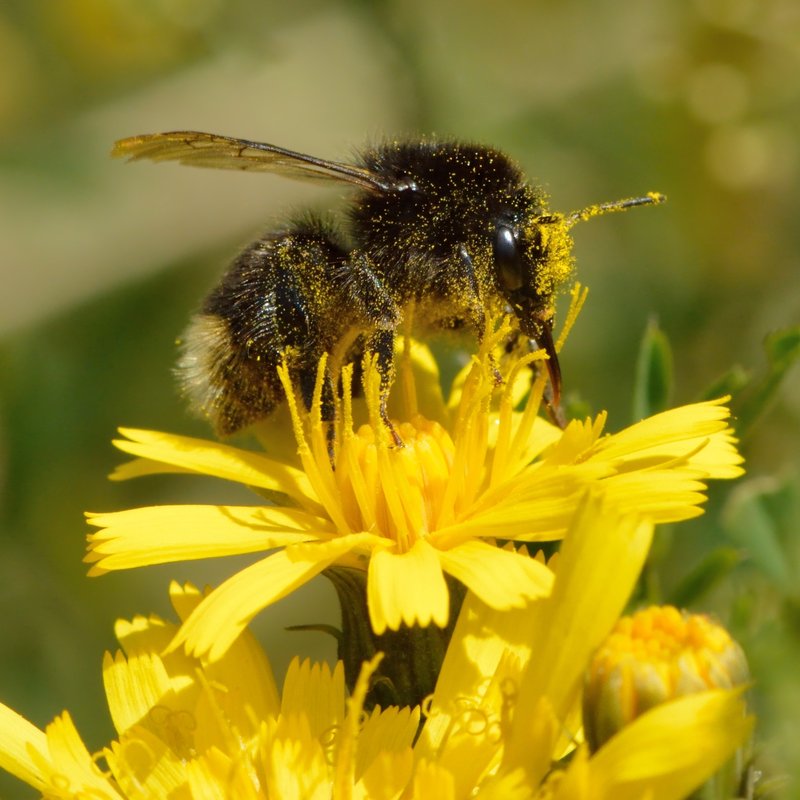 Narrowleaf Hawksbeard photo 4
