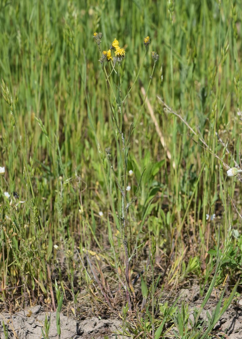 Narrowleaf Hawksbeard photo 5