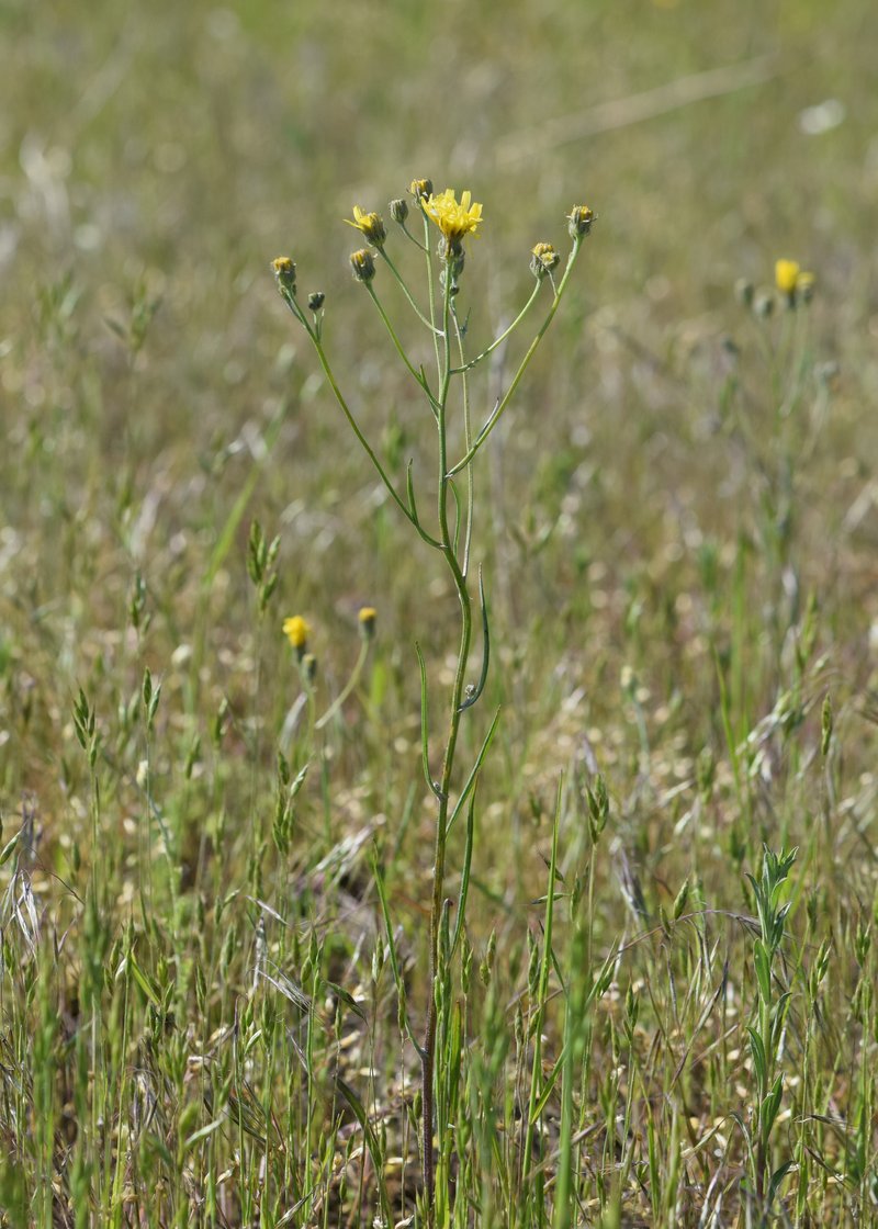 Narrowleaf Hawksbeard photo 6