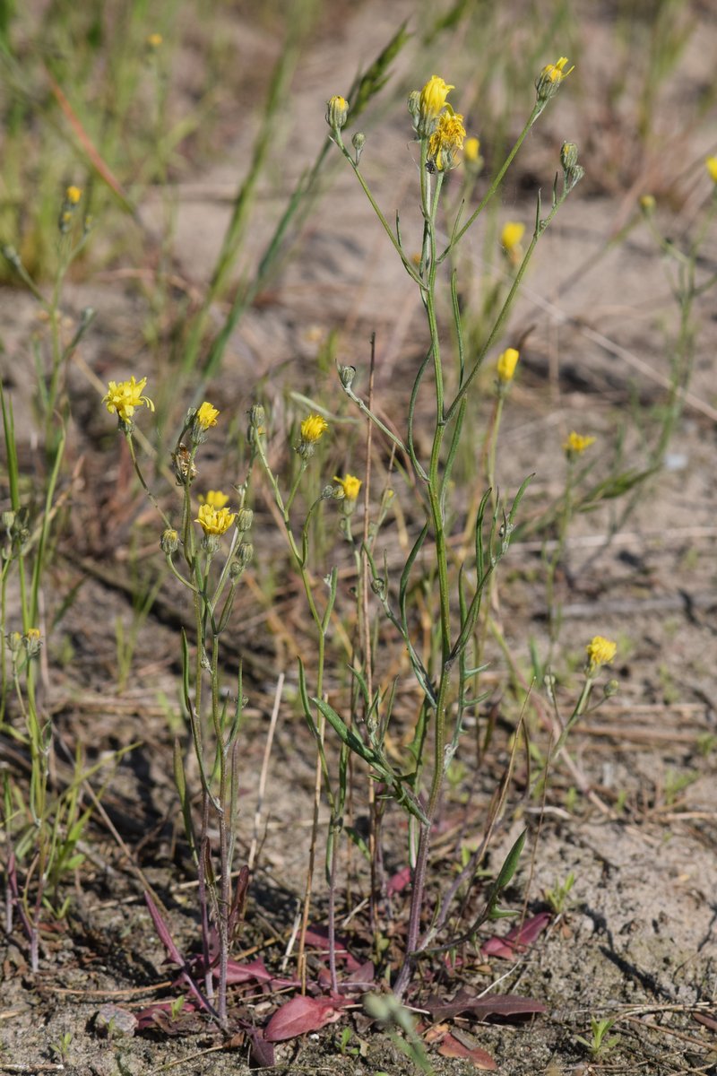 Narrowleaf Hawksbeard photo 7