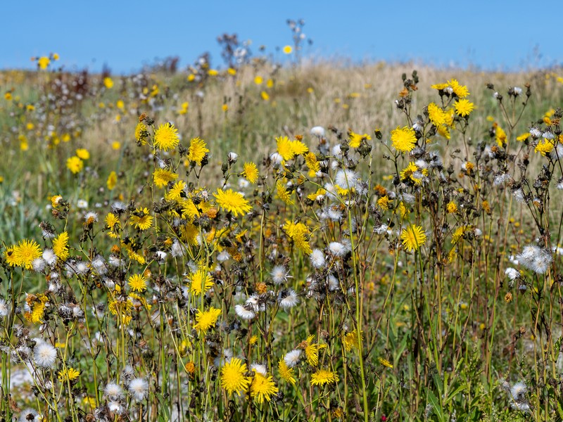Beaked Hawksbeard photo 2