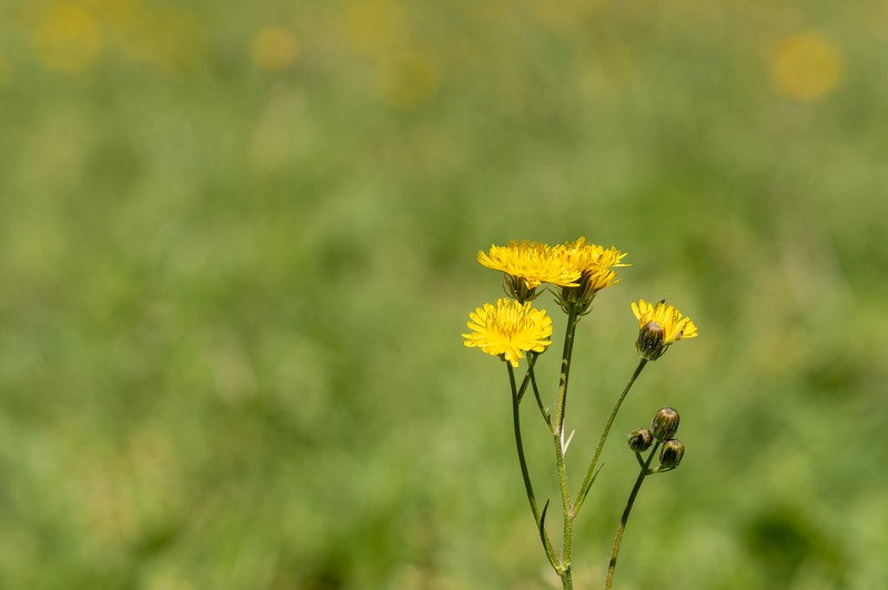 Beaked Hawksbeard photo 3