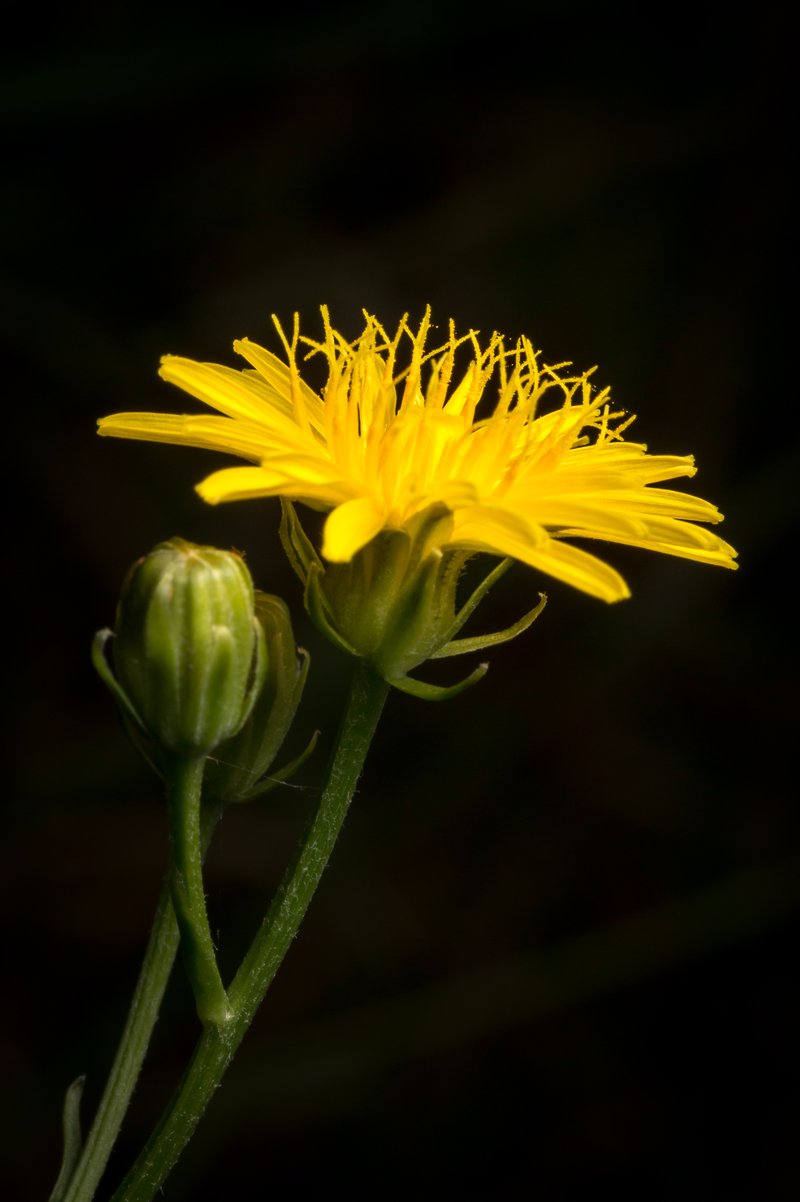 Beaked Hawksbeard