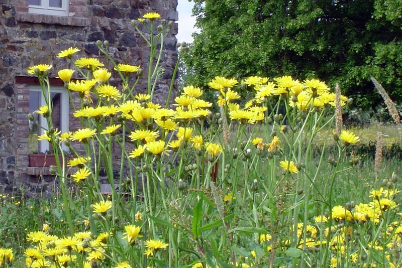 Beaked Hawksbeard photo 4